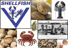 i Molluschi ed i Crostacei di SHELLFISH Vivier de St Malò - SERVIFRESCO